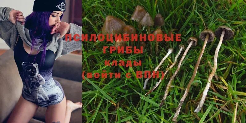 Псилоцибиновые грибы Psilocybe Котово